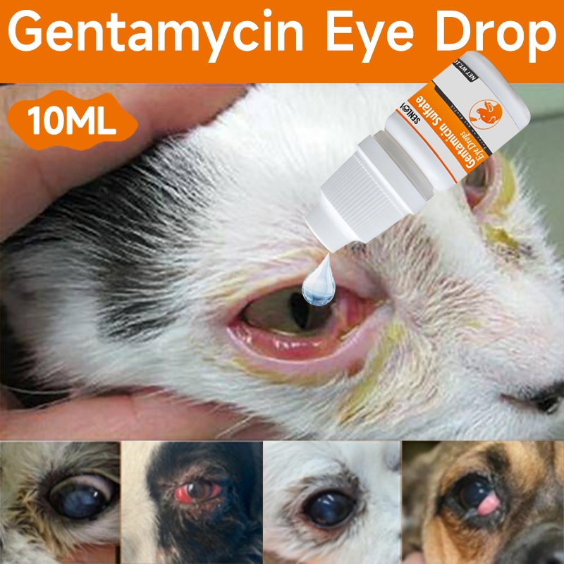 Gentamicin Eye Grops Cat And Dog Eye Drops For Dogs And Cats Cat Cat