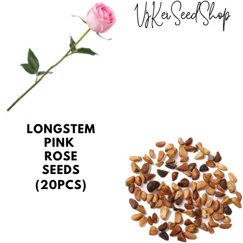 Long Stem Pink Rose Seeds (20pcs) | Shopee Philippines