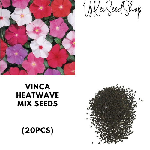 Vinca Heat Wave Mix Seeds (20pcs) | Shopee Philippines
