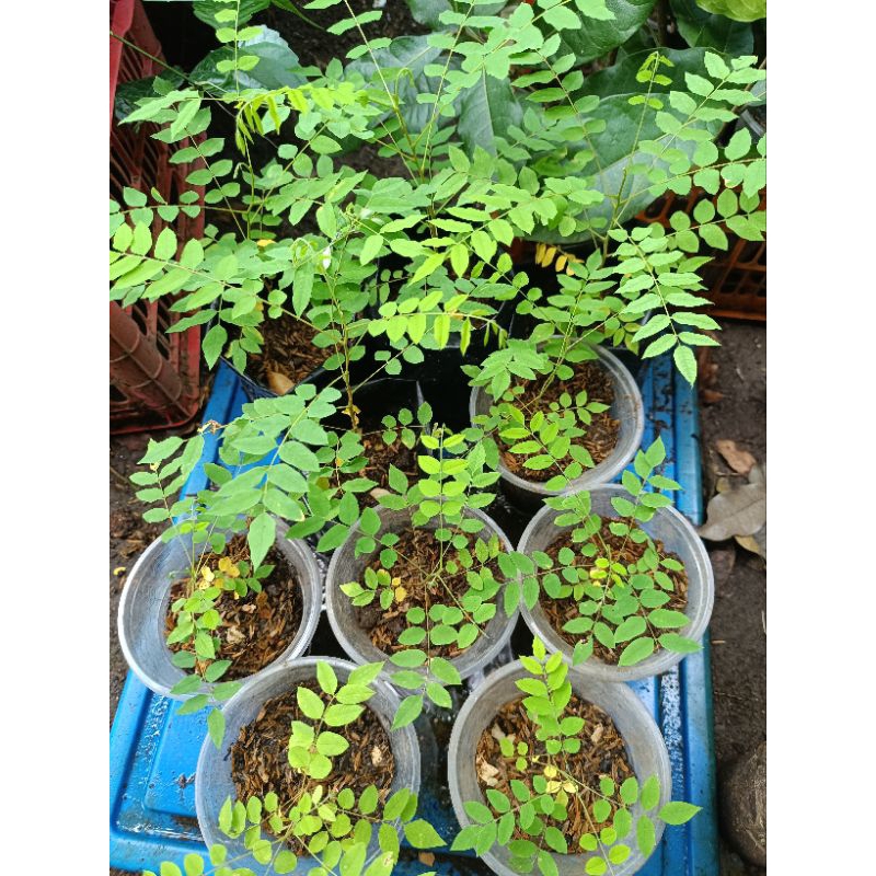 camias kamias calamias from seeds seedling | Shopee Philippines