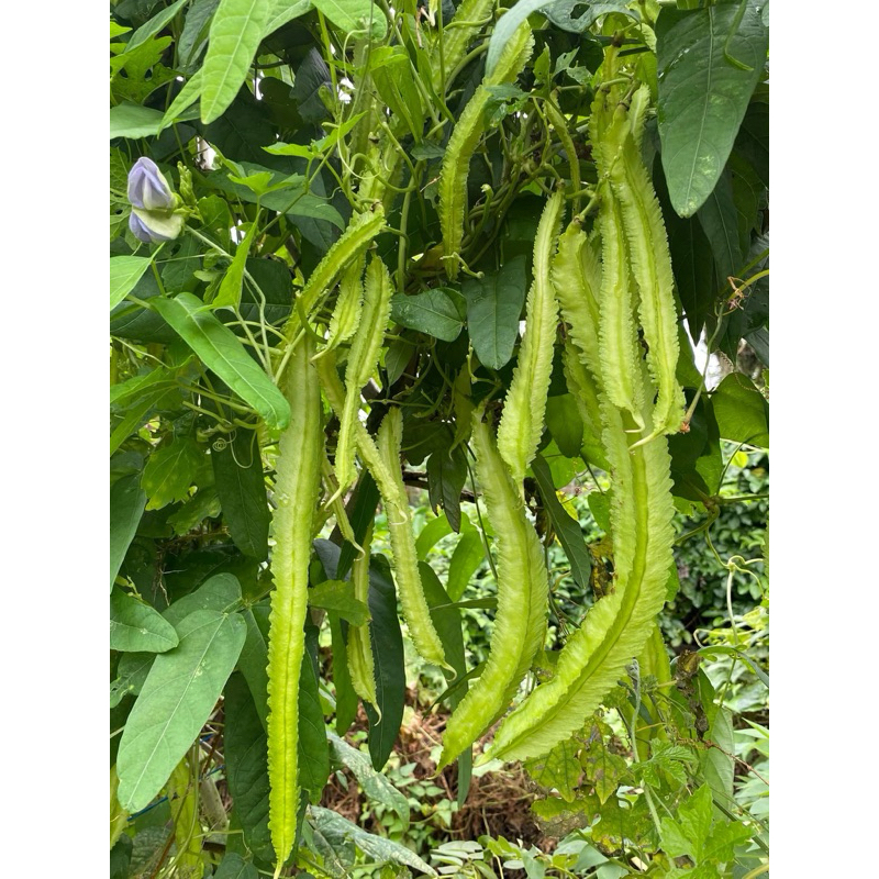 Hybrid sigarilyas long winged bean Long Certified seeds High ...