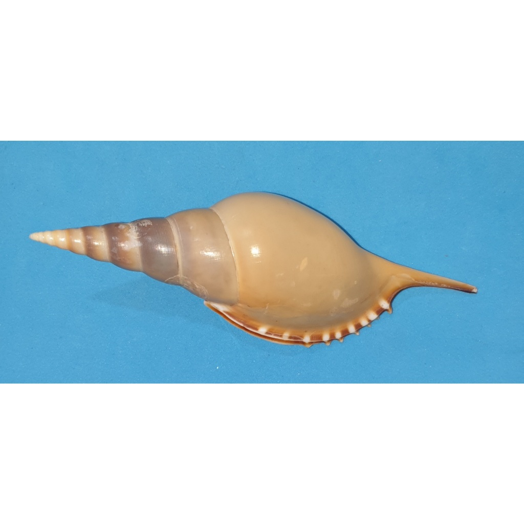 Superb TIBIA MARTINI. | Shopee Philippines