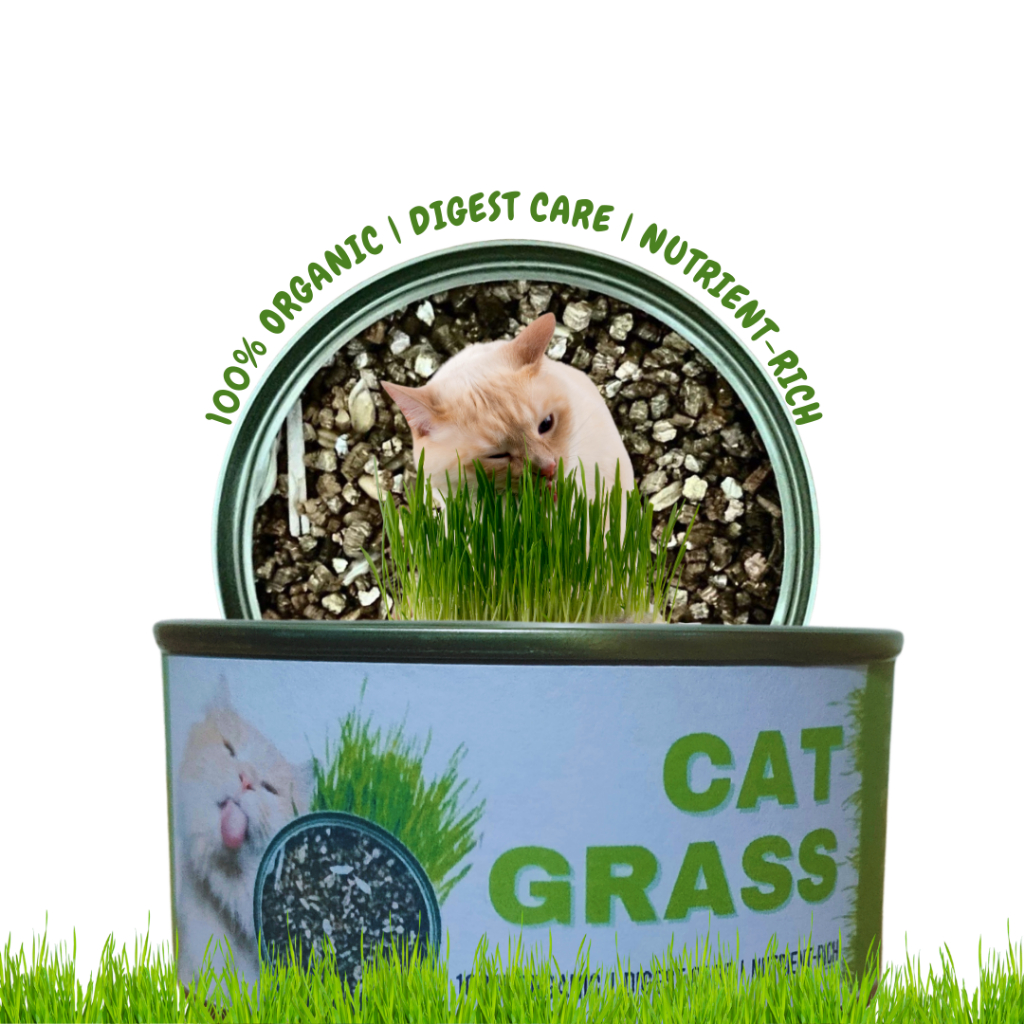 Cat Grass Canned Cat Helps Digestion Vomiting Hair Balls 100% Organic ...