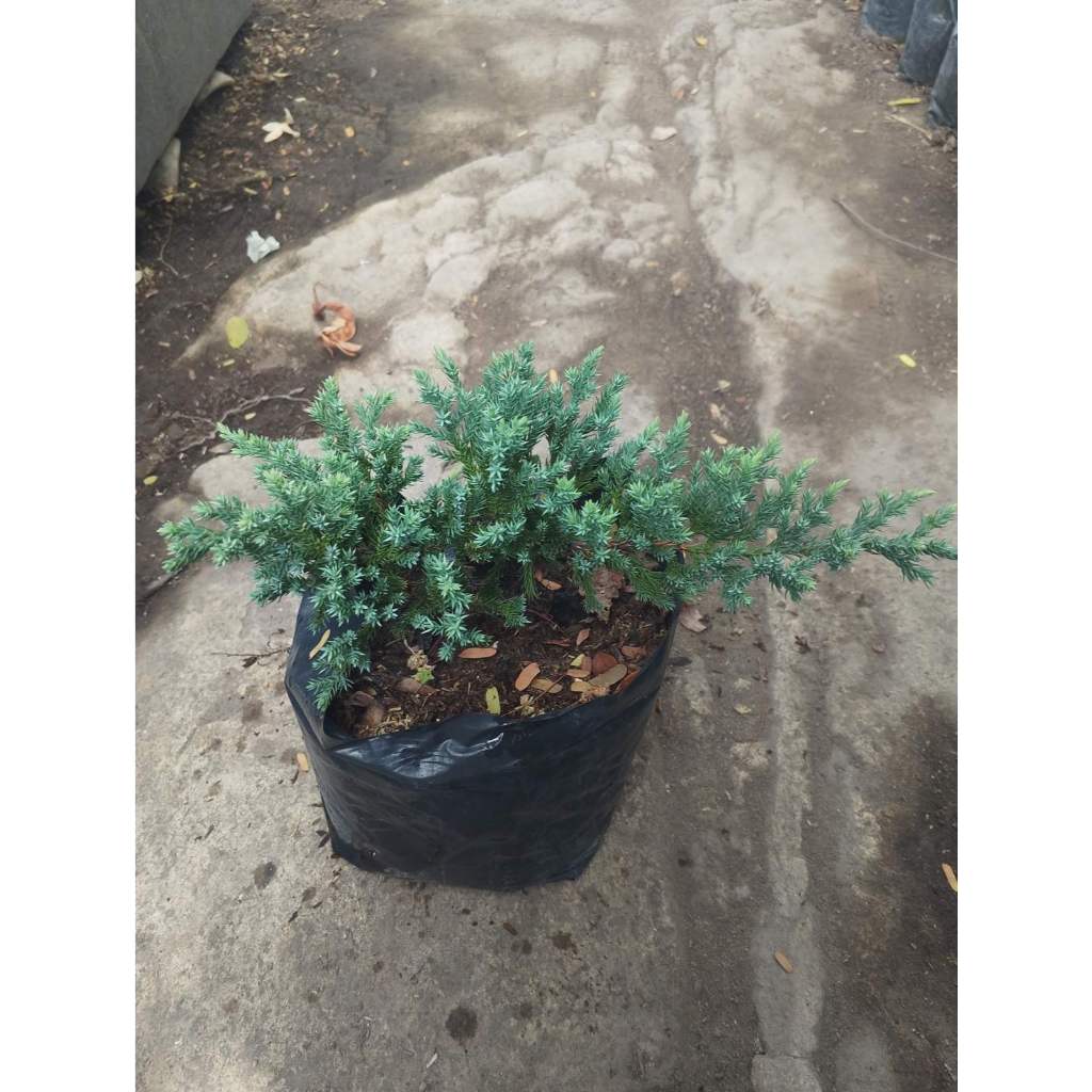 LIVE PLANT.. JUNIFER.. is a cypress family,can vary from upright and ...