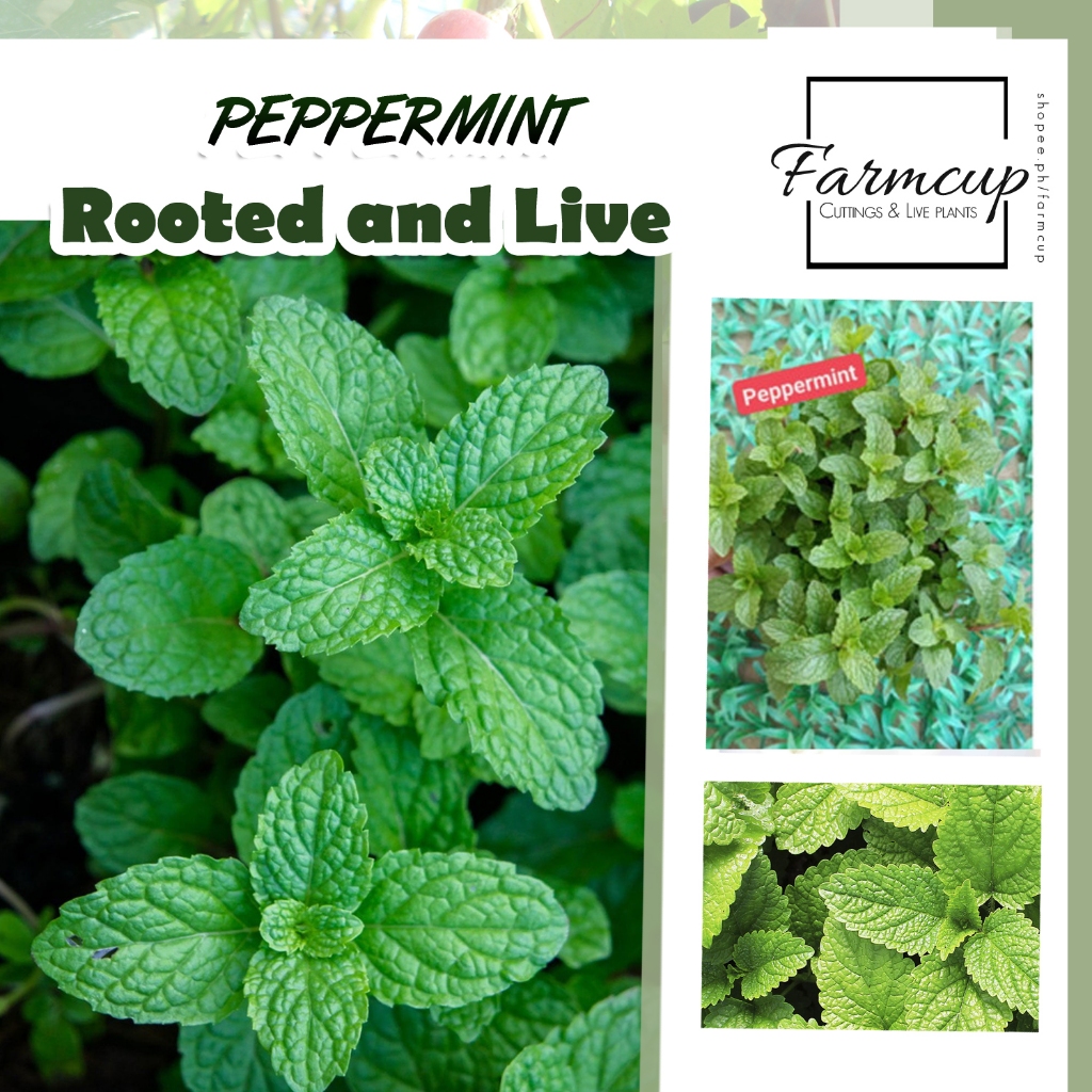 Pepermint Seedlings.. | Shopee Philippines