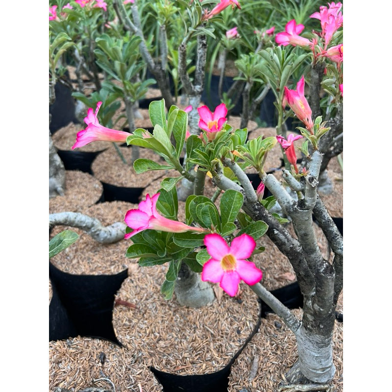 Calachuchi Or Adenium Flowering Plant | Shopee Philippines