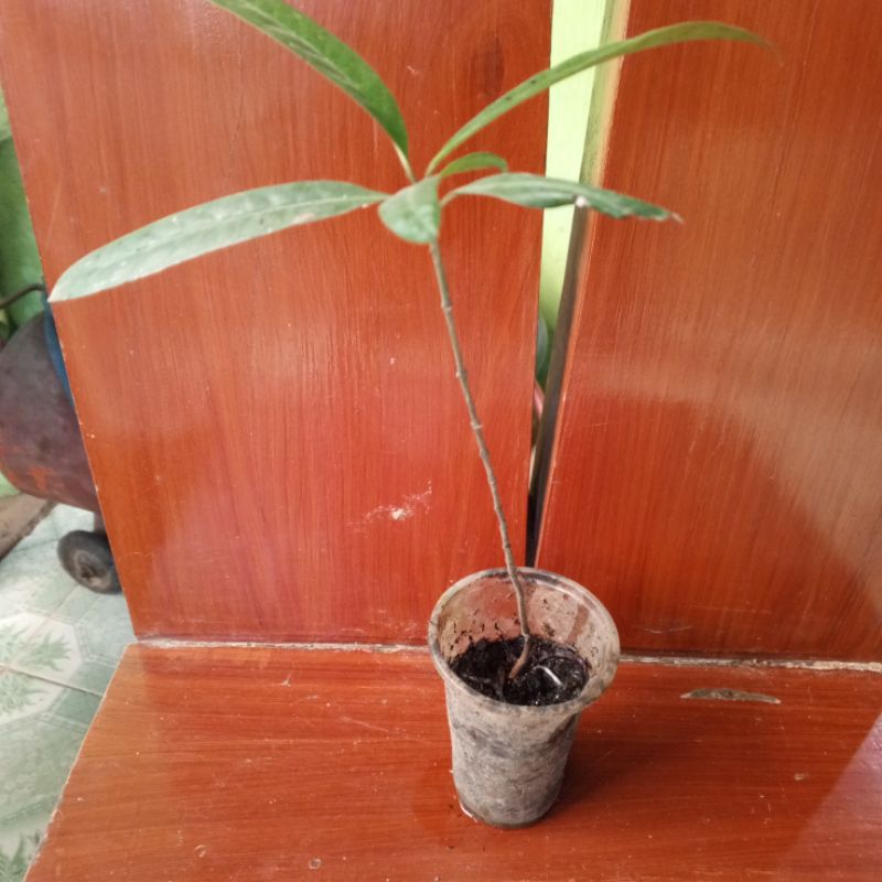 BATWAN SEEDLINGS 9 INCHES LONG HEALTHY AND SECURED | Shopee Philippines