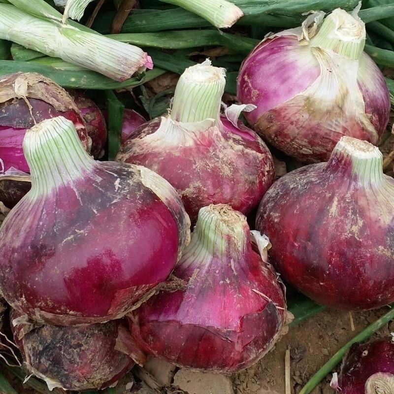 200 seeds Hiah Vield Fresh Red Onion Seeds for Planting Good quality ...