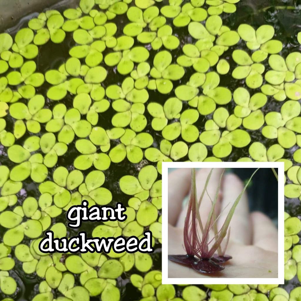 Giant duckweed floating plants | Shopee Philippines