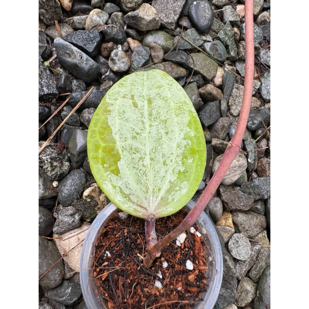 Hoya latifolia Silver | Shopee Philippines