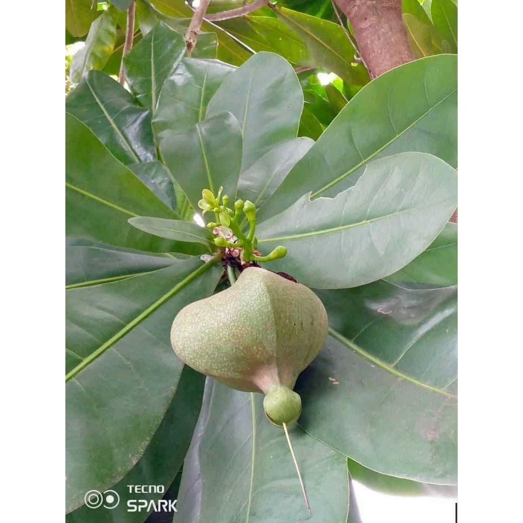 Bitoon Sariwang bunga 1kilo | Bitoon | Boton | 1kilo | Shopee Philippines