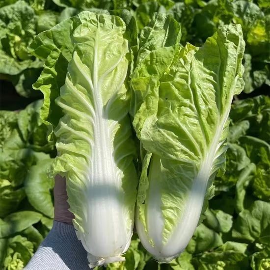 Rapid Pechay 2000 Premium Seeds | Fast-Growing, Easy-to-Grow Leafy ...