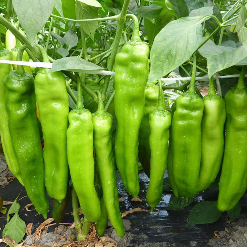 100 Seeds/pack SILI PANIGANG / Siling Haba / Hot Pepper Green / Bicol ...