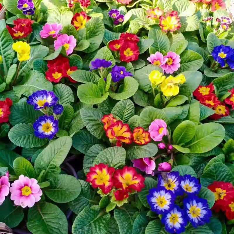 20 seeds mixed Primula Flower Seeds Color for Planting Outdoor Garden ...