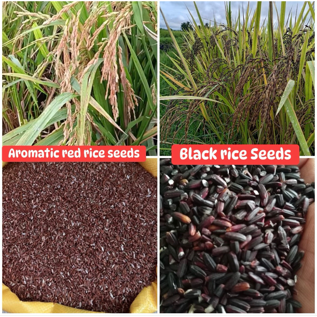 Shop rice red for Sale on Shopee Philippines