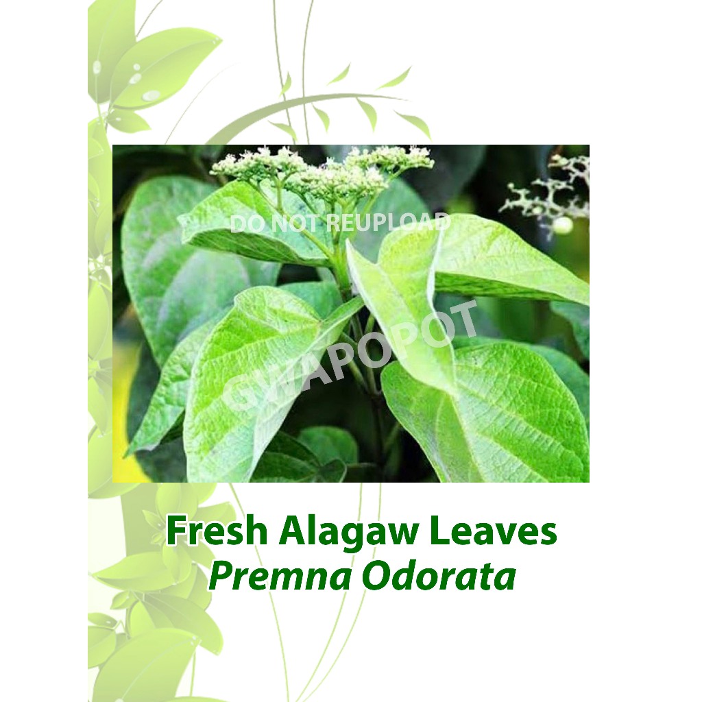 Alagaw (Alagao) fresh leaves 100g | Shopee Philippines