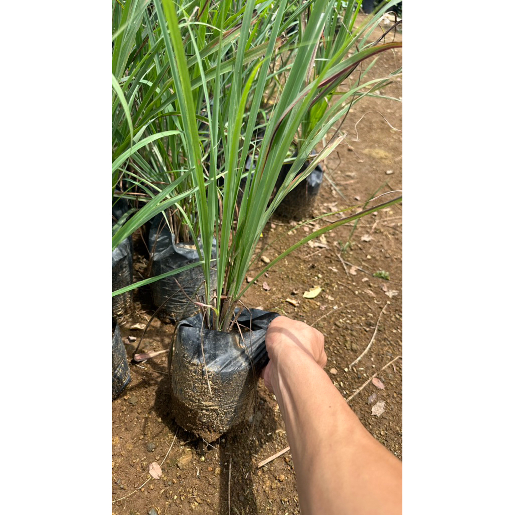 𝗟𝗶𝘃𝗲 𝗧𝗮𝗻𝗴𝗹𝗮𝗱 / 𝗟𝗲𝗺𝗼𝗻𝗴𝗿𝗮𝘀𝘀 𝗣𝗹𝗮𝗻𝘁– 𝗙𝗿𝗲𝘀𝗵 𝗛𝗲𝗿𝗯𝗮𝗹 𝗣𝗹𝗮𝗻𝘁 𝗳𝗼𝗿 𝗖𝗼𝗼𝗸𝗶𝗻𝗴, 𝗧𝗲𝗮 ...