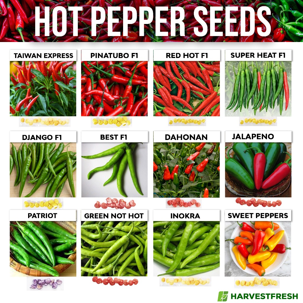rice seed - Best Prices and Online Promos - Oct 2026 | Shopee Philippines