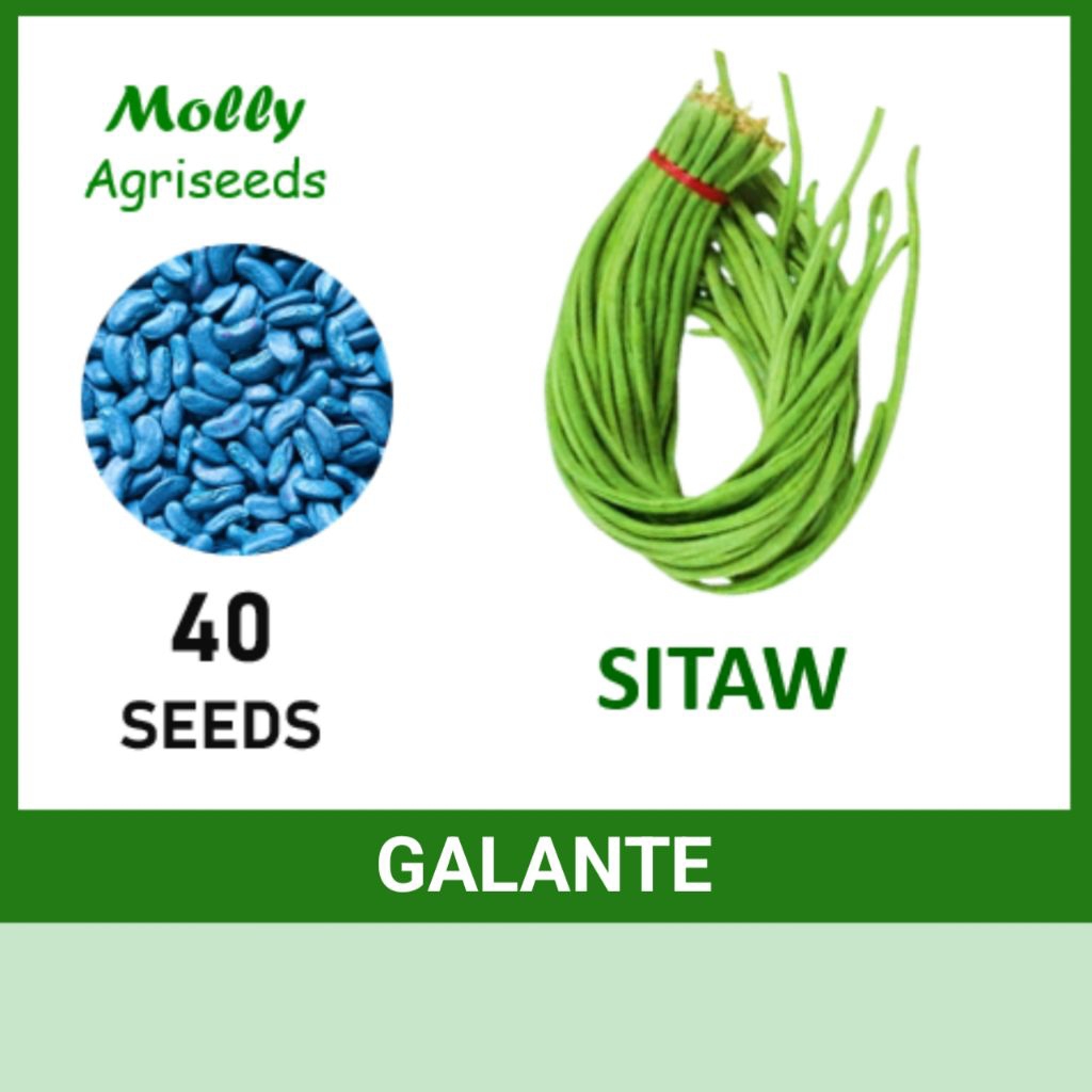 SITAW BEANS SEEDS (Galante Variety) Vegetables Seeds | Shopee Philippines