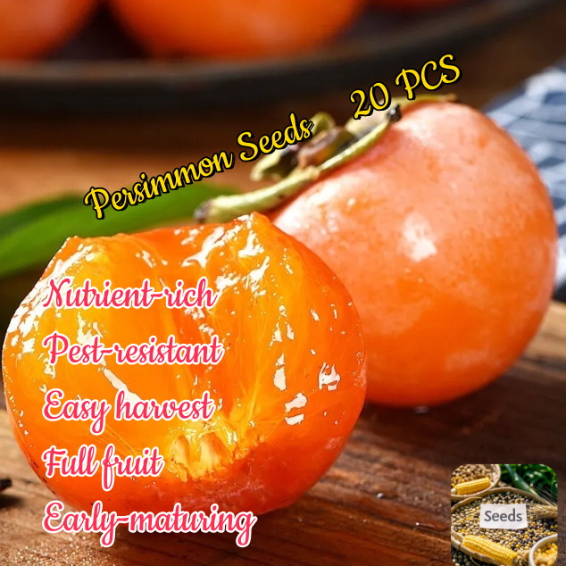 Persimmon Seeds For Sale