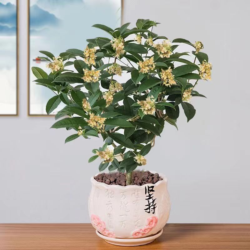 Four season osmanthus saplings, bay laurel, golden osmanthus, potted  plants, strong fragrance type | Shopee Philippines