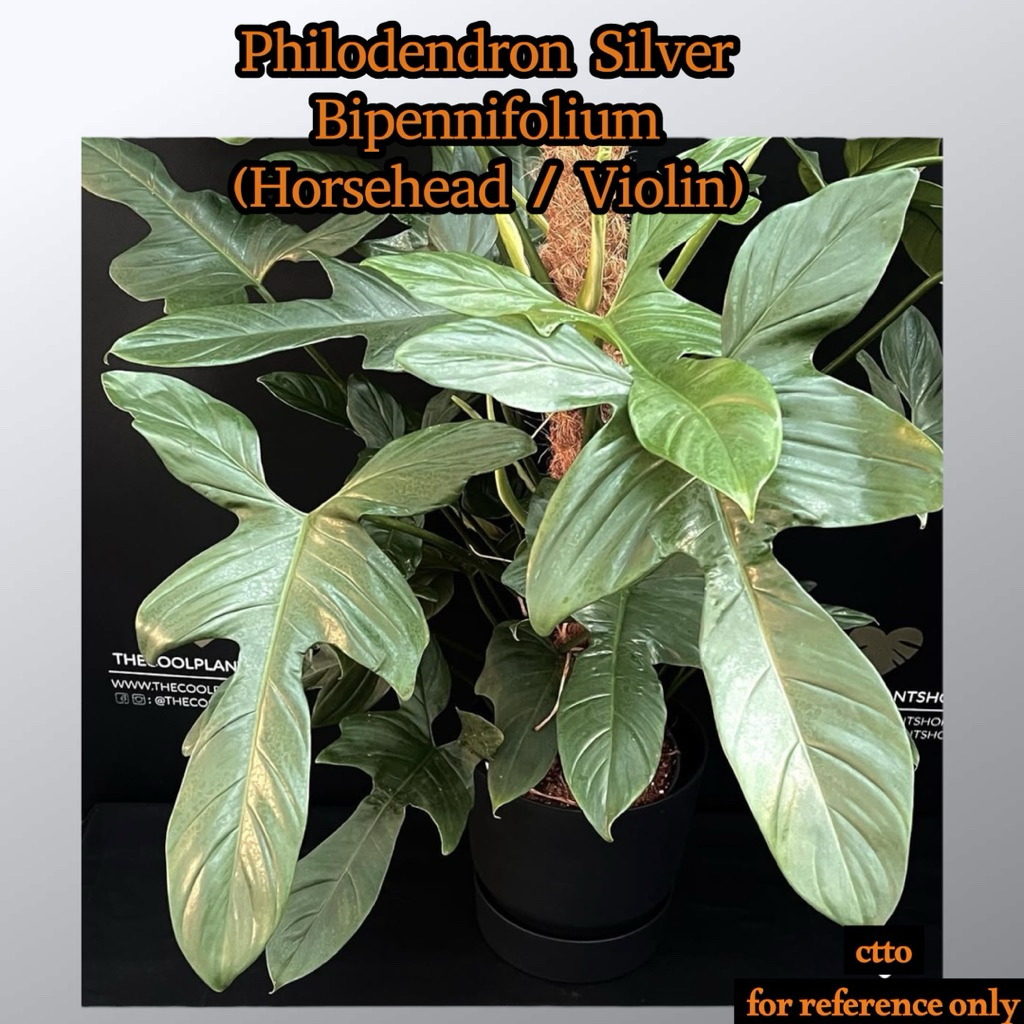 philodendron silver violin/horsehead | Shopee Philippines