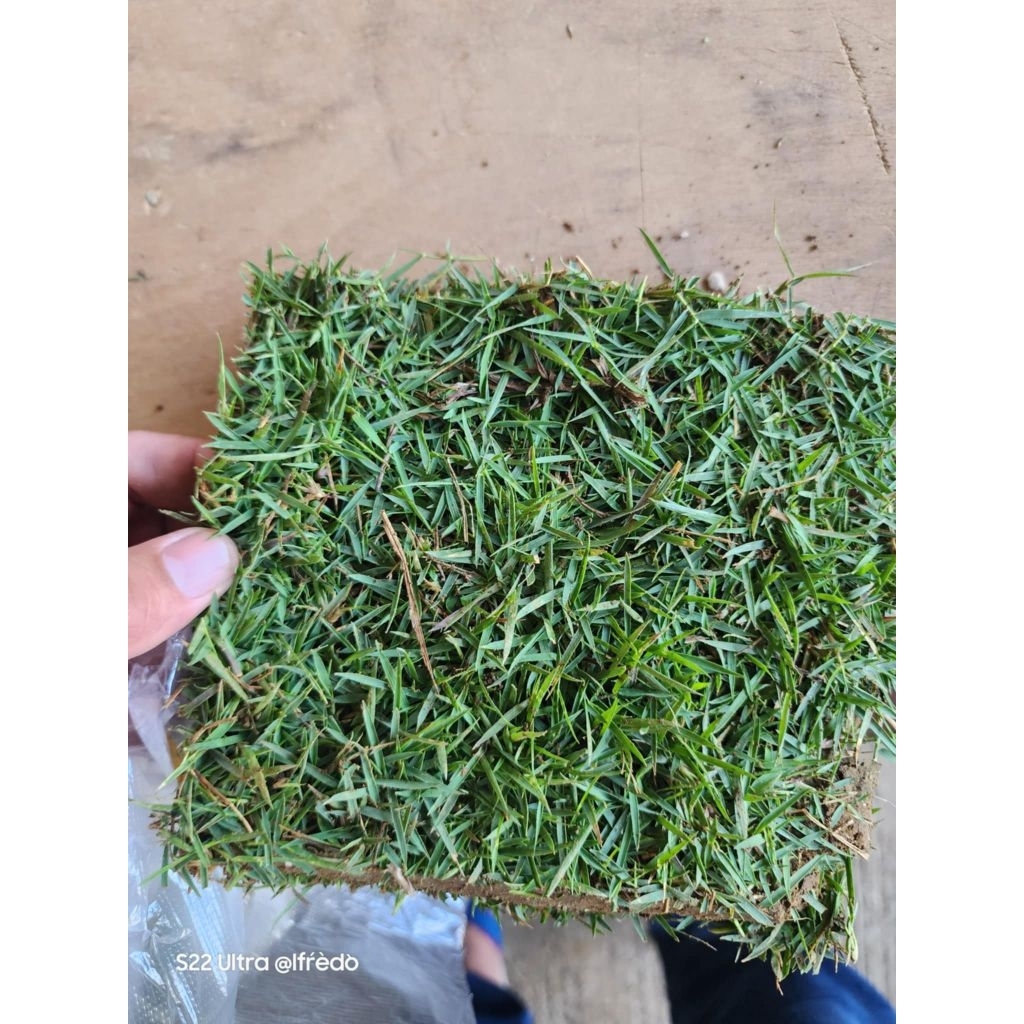 BERMUDA GRASS Sod – 6 Blocks Ready to Install | Shopee Philippines