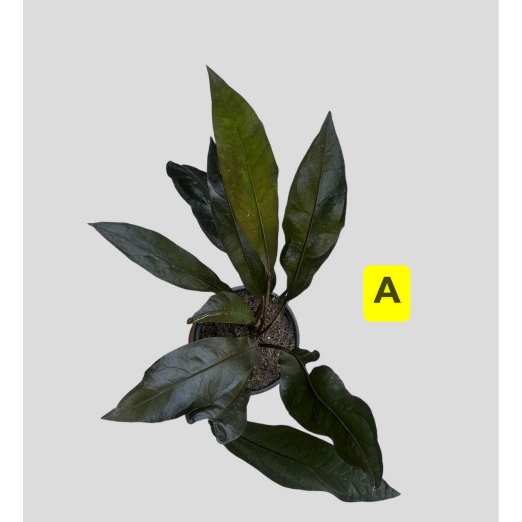 fiddle leaf fig bonsai Weeping Fig Bonsai Tree | Ficus Benjamina