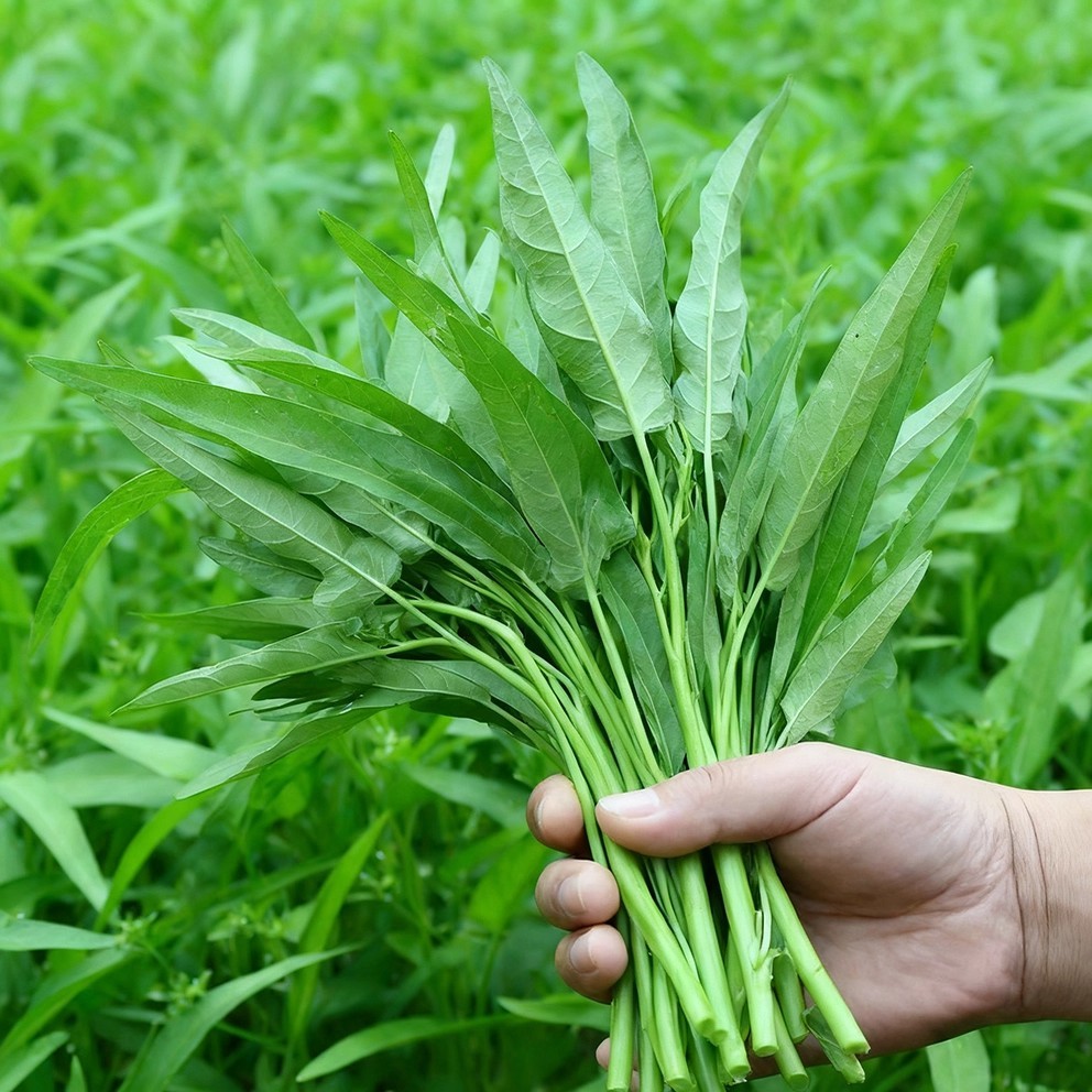 Chinese Kangkong Seeds (100Pcs) – Upland Water Spinach Vegetable Seeds ...