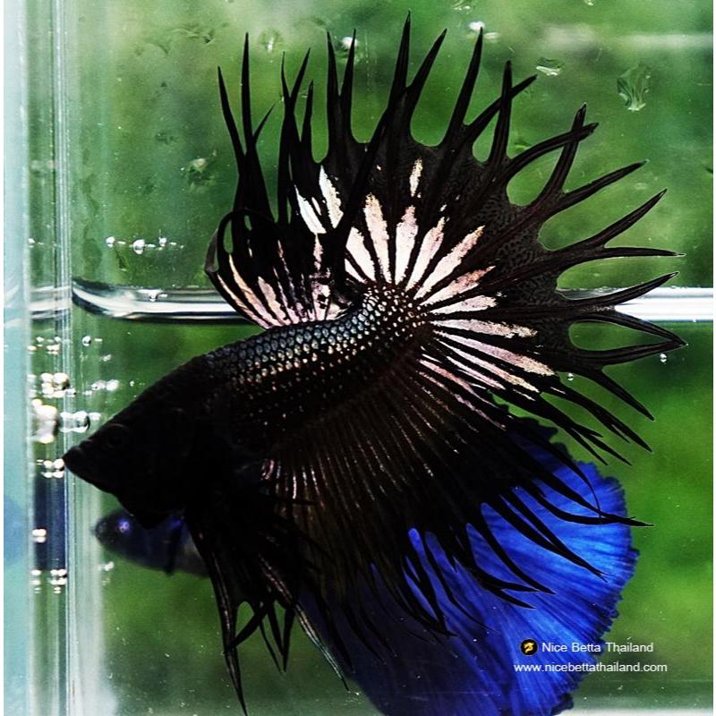 Random Crown Tail BETTA | Shopee Philippines