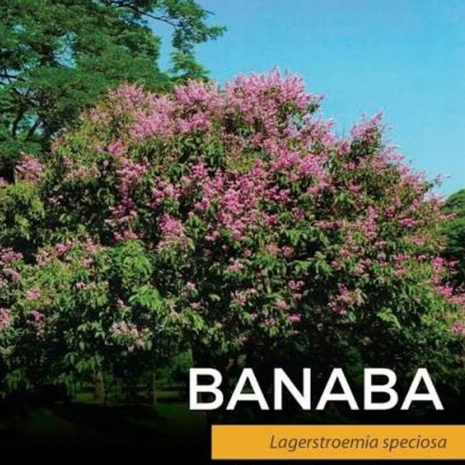 Shop banaba tree for Sale on Shopee Philippines