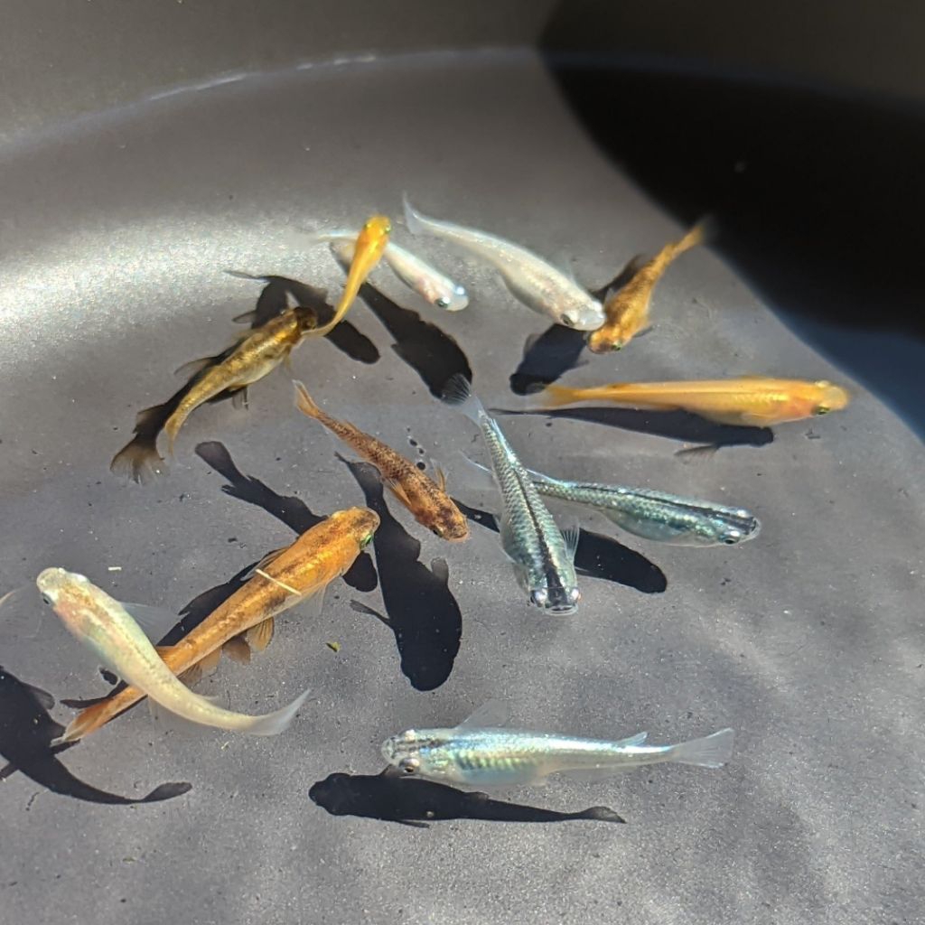 6/12 pcs Medaka Culls – Ornamental Japanese Rice Fish (For Pond ...