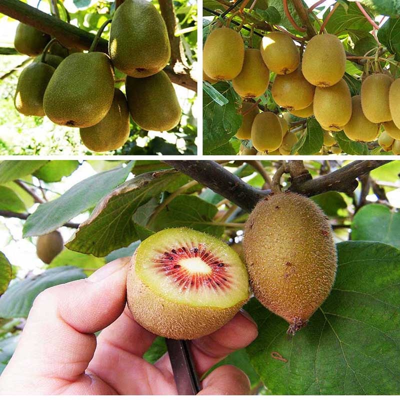 High Yield Fresh Bonsai Kiwi Seeds for Planting Fruit Trees ( 200 Seed)  Edible Kiwi Plant Seeds Trop | Shopee Philippines