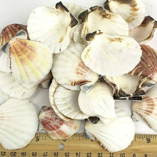 Pecten Vexillum Scallop Sea Shells - 500G of Shells, Seashell Beads for ...