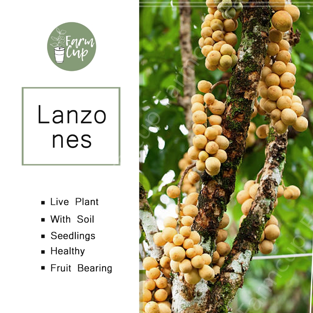 Shop lanzones for Sale on Shopee Philippines