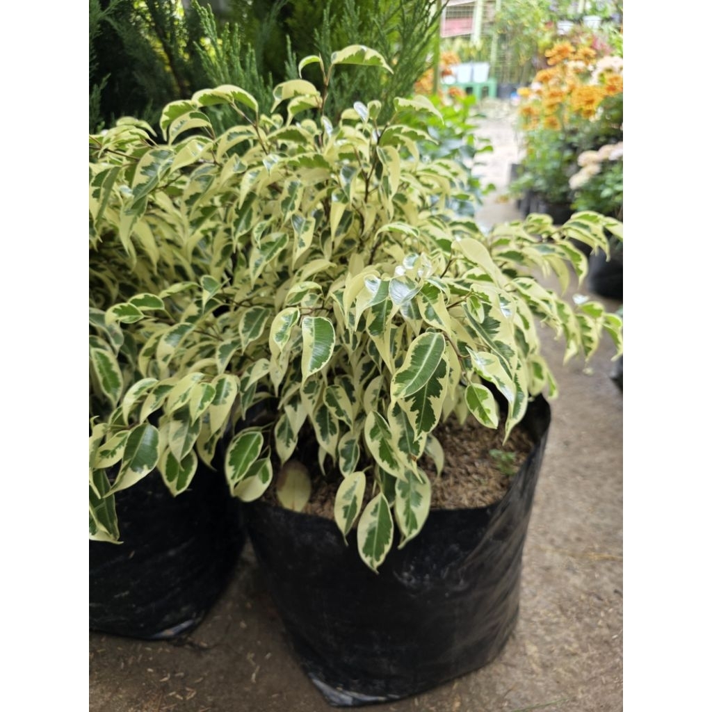 VARIEGATED BALETE TREE[BIG SIZES] | Shopee Philippines