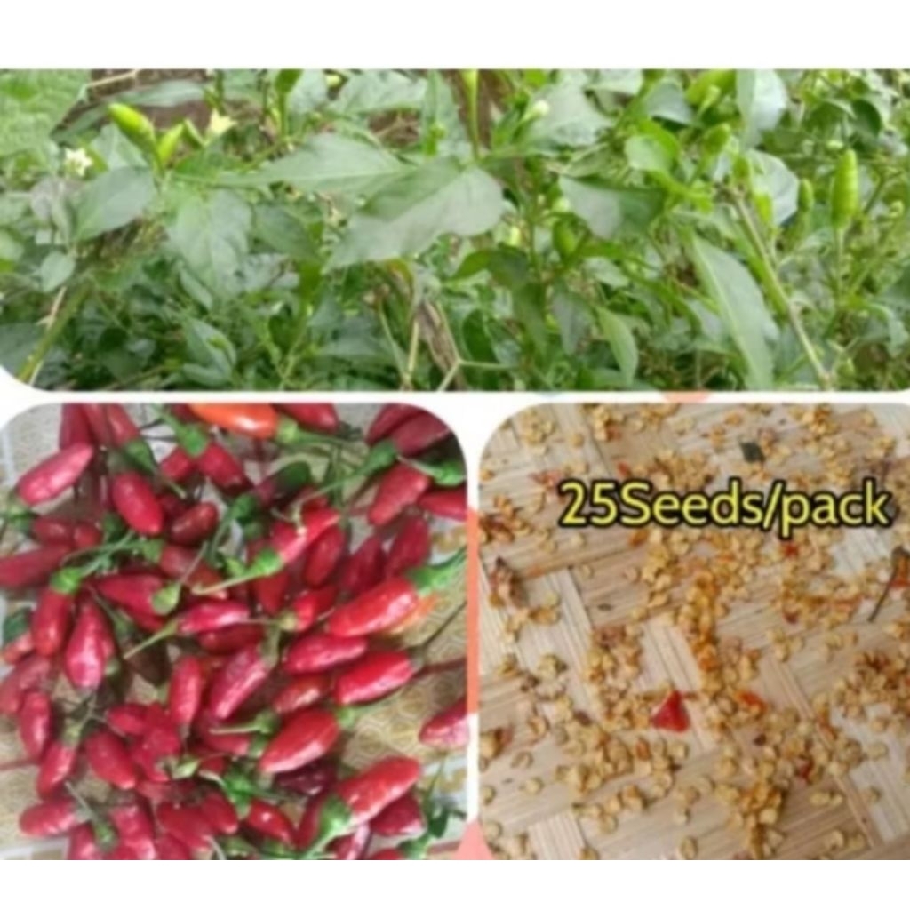 Native siling labuyo seeds/ wild sili/ siling palay seeds for planting ...