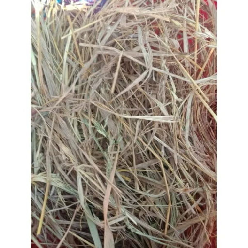Shop dayami for Sale on Shopee Philippines