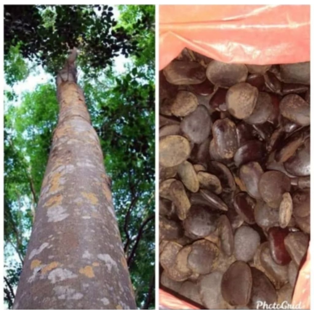Shop ipil ipil for Sale on Shopee Philippines