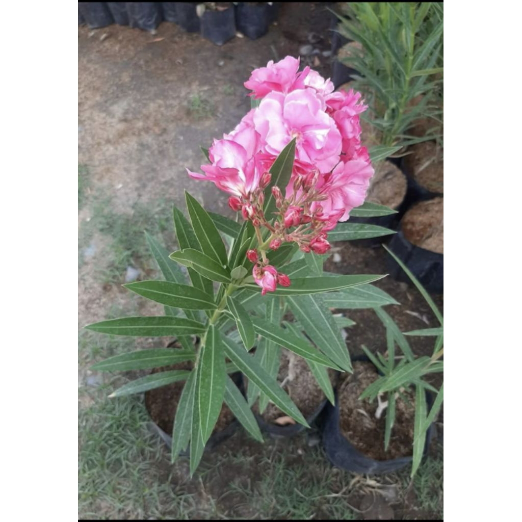 Shop adelfa for Sale on Shopee Philippines