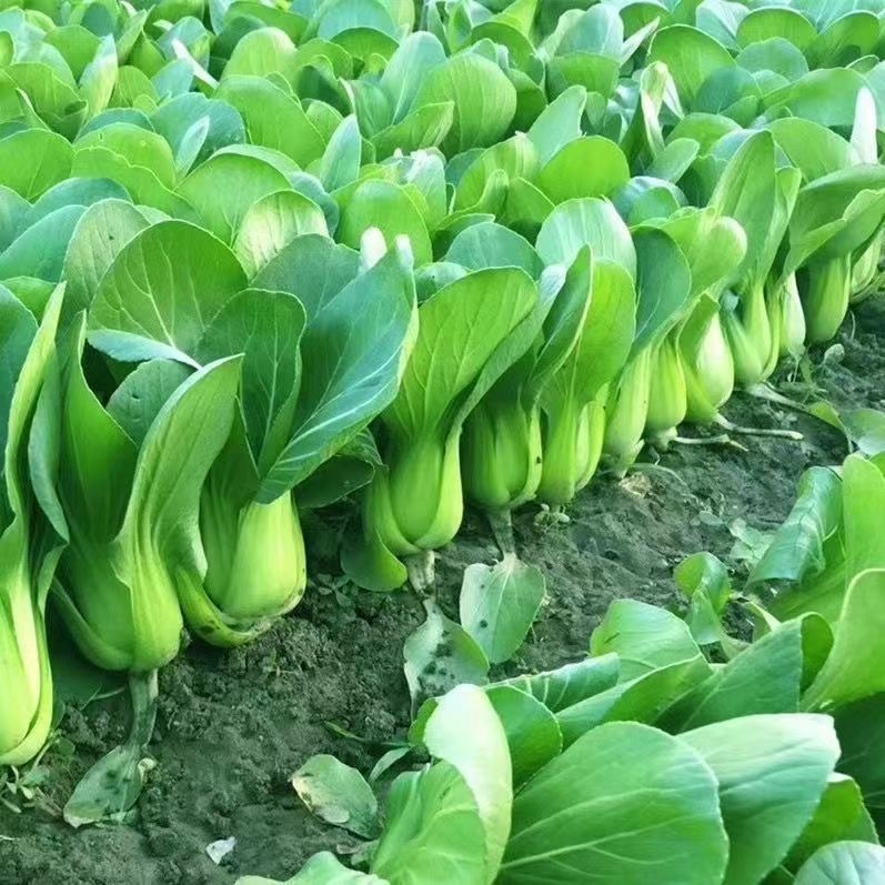 500 seeds Original Green Pak choi Seeds Chinese Pechay Seeds for ...