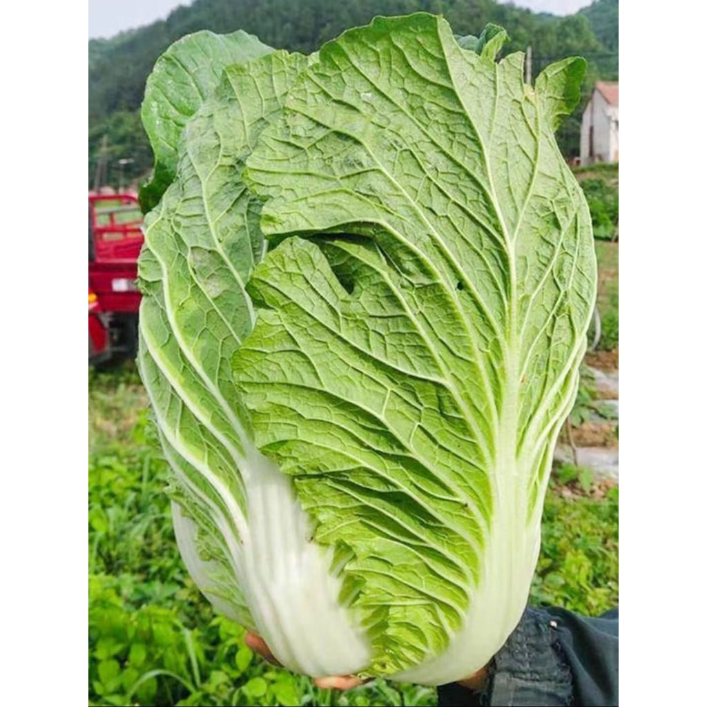 (200seeds) CHINESE CABBAGE Seeds / PECHAY BAGUIO SEEDS high yield ...