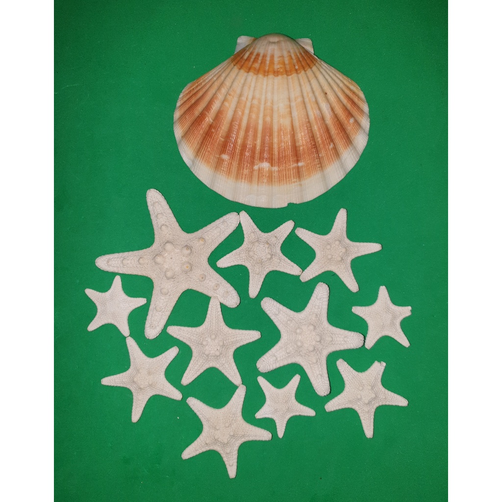 HALF SCALLOP SHELL with 11 Little White STARFISH. | Shopee Philippines