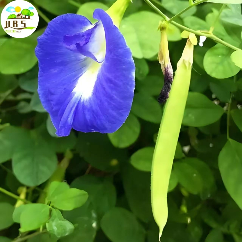 Clitoria Ternatea Butterfly Pea Blue Flower Seeds for Planting / Herbal ...