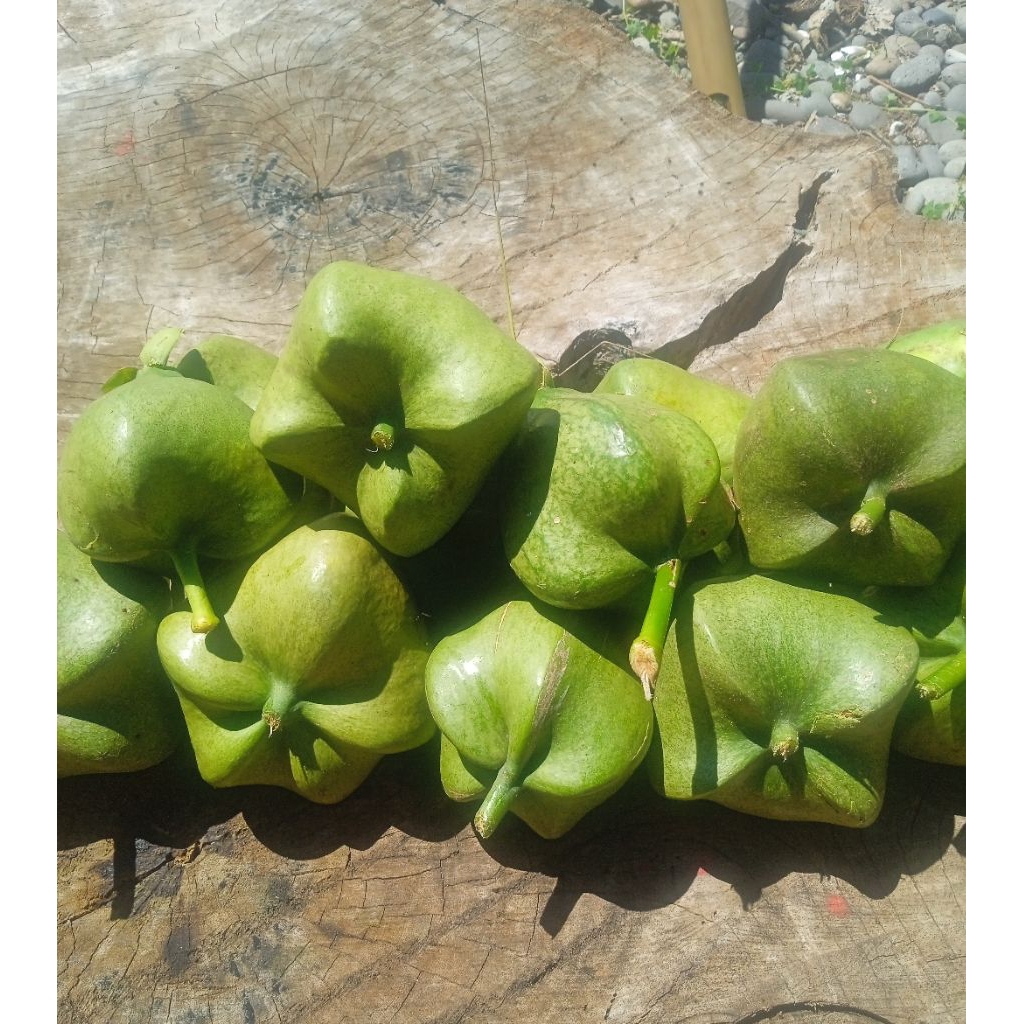 *Bitoon 1kg mabisang gamot sa bukol | Shopee Philippines