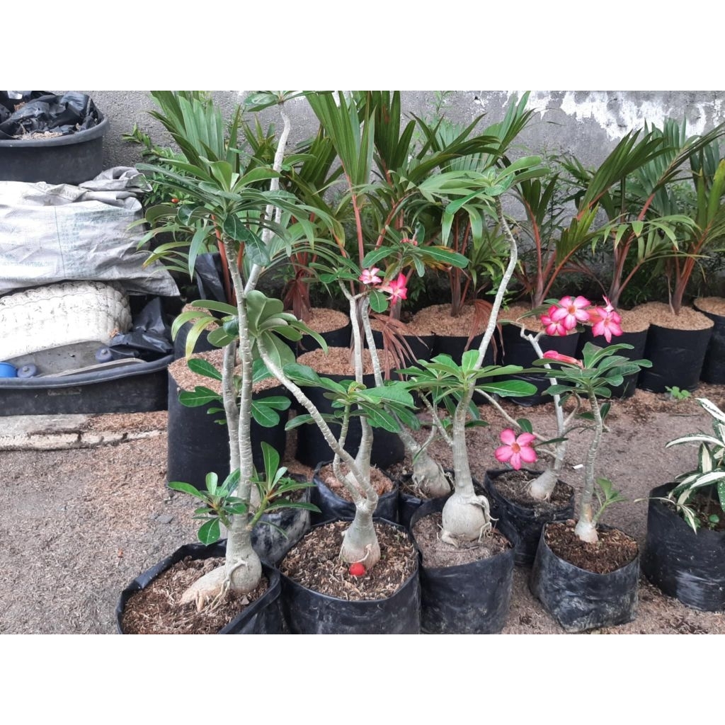 Pink Calachuchi (Not seed‼️) Rooted | Shopee Philippines