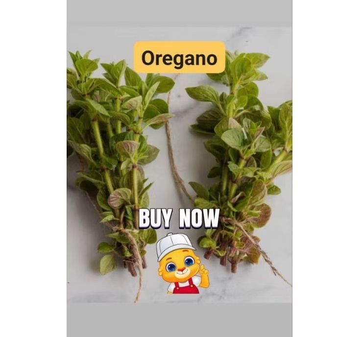 Freshhh Oreganoooo Cuttingsss | Shopee Philippines