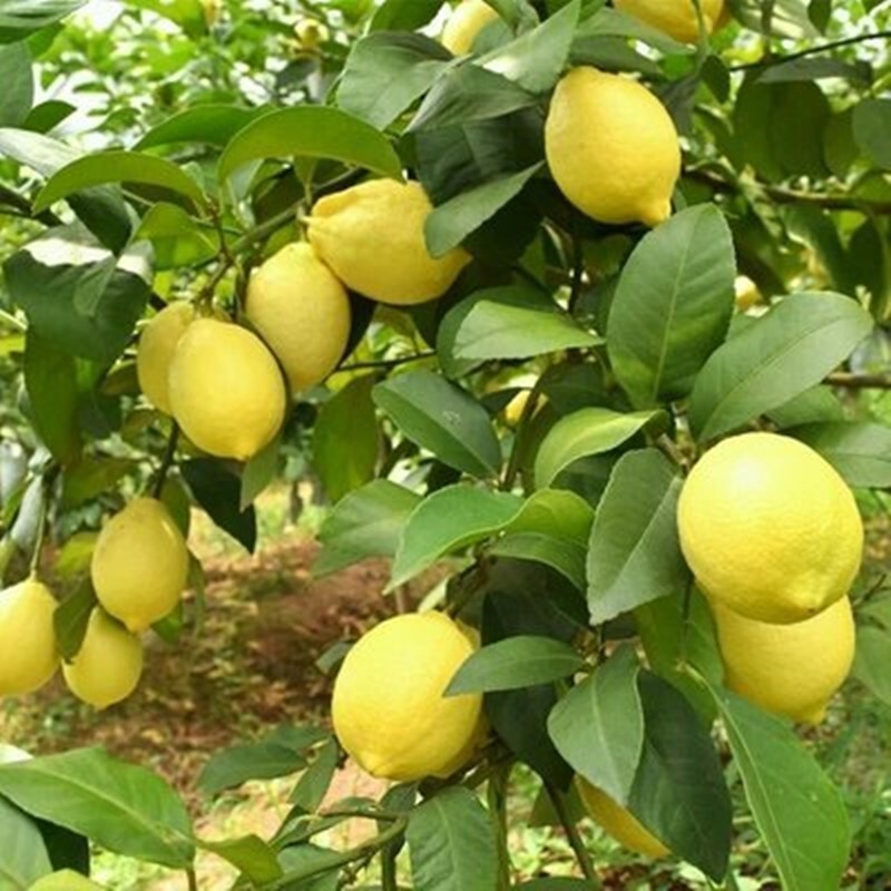 20seeds Lemon Tree Seeds for Planting Tree Seeds Garden Plant Trees ...