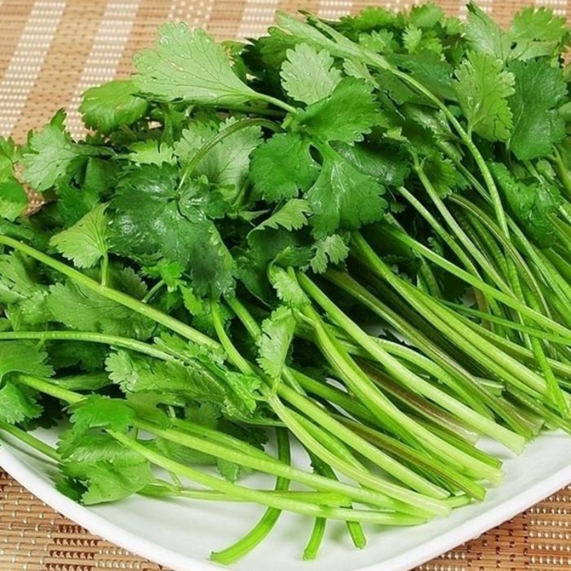 100 SEEDS/PACK CORIANDER / CILANTRO / WANSOY - HERBS SEEDS | Shopee ...