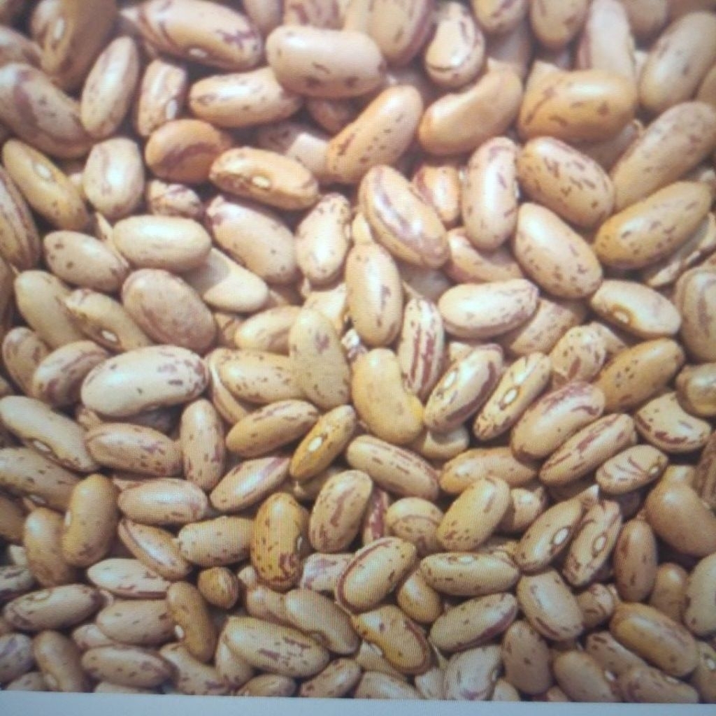Authentic Rajma Chitra Light brown Kidney Beans 500G by Annalan Online ...